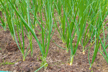 Green onions grow in the garden in the summer