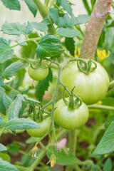 Small green tomatoes ripen in the greenhouse in summer