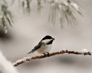 Chickadee Photo. Image. Perched on a branch with snow and blur background with open beak and enjoying its environment and habitat in the winter season.