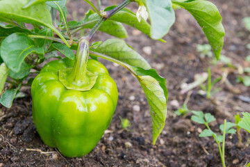 Green delicious sweet pepper grows in the garden in the summer