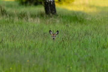 Samica Sarna Koza Capreolus schowana w trawie na zielonej łące, wystająca głowa dzikiego zwierzęcia © PeterG