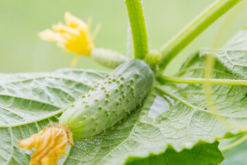 Mature cucumbers in the greenhouse hanging on a branch
