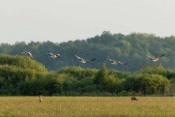 Ptaki gęsi gęgawy (Anser anser) i sarna europejska (Capreolus capreolus) na hotyroncie, kilka gatnków zwierząt na jednej łące © PeterG