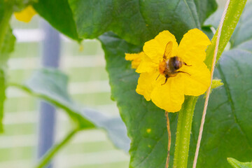 A bee pollinates a yellow flower on a branch with cucumbers in a greenhouse