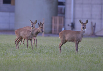 Eiropäische Rehe