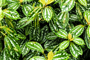 Pilea cadieriei plant in the garden