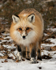 Red Fox Photo Stock. Unique fox close-up profile walking towards you and looking at camera in the winter season in its environment and habitat with blur snow background. Fox Image.