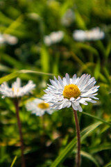 Fototapeta premium Beautiful daisies