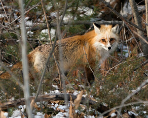 Naklejka na ściany i meble Red Fox Photo Stock. Unique fox close-up profile looking at camera in the winter season in its environment and habitat with blur forest background. Fox Image. Picture. Portrait.