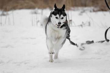 The Siberian husky dog runs around and plays with a stick. The pet is playing on a leash. Walking the dog on a leash. Games with pets. Siberian husky runs outside in winter through the snow.