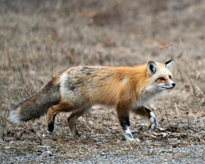 Red Fox Photo Stock. Unique fox close-up side view profile in the spring season in its environment and habitat with blur background. Fox Image. Picture. Portrait.