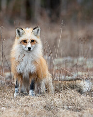 Red Fox Photo Stock. Unique fox close-up profile view, sitting and looking at camera in the spring season in its environment and habitat with blur background. Fox Image. Picture. Portrait.