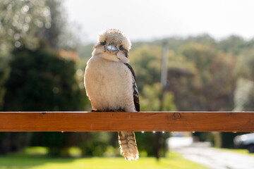 Kookaburra at Cabin in the Forest