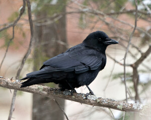 Raven Photo Stock. Perched on a tree branch with blur forest background in its environment and habitat. Image. Picture. Portrait.
