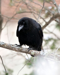 Raven Photo Stock. Perched on a tree branch with blur forest background in its environment and habitat. Image. Picture. Portrait.