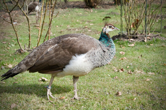 Peacock from the castle garden - female