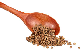 Dried cilantro spices in wooden spoon isolated on the white background