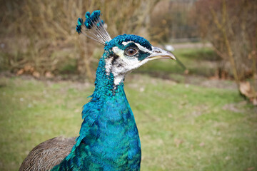 Fototapeta premium The head of a curious peacock