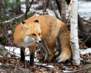 Red Fox Photo Stock. Close-up profile view with ears back and bushy tail in the winter season with...