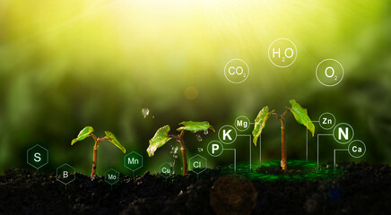  Fertilization and the role of nutrients in plant life.	Plants on sunny background with digital mineral nutrients icon. - obrazy, fototapety, plakaty