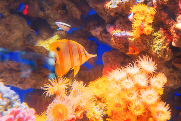 Coral polyps orange tropical fish of deep yellow color with loose stinging cells for phytoplankton catcher.