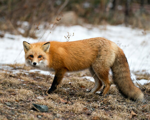 Red Fox Photo Stock. Fox Image. Close-up profile view in the winter season with blur background and enjoying its environment and habitat.