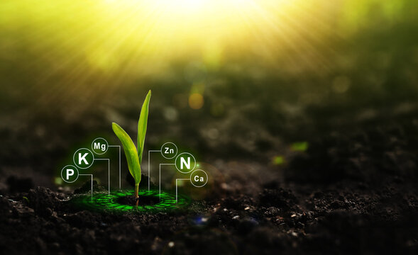  Fertilization and the role of nutrients in plant life.	Plants on sunny background with digital mineral nutrients icon.