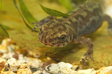 Closeup of an aquatic female  alpine salamander, Ichthyosaura alpestris veluchiensis