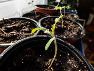 Small tomato plant seedlings growing in pots on the windowsill. Indoor gardening and germinating...