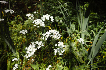Fototapeta premium garlic flower in a meadow