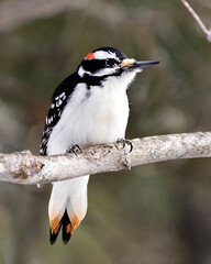  Woodpecker Stock Photos. Close-up profile view perched on tree branch and displaying feather plumage in its environment and habitat in the forest with a blur background. Image. Picture. Portrait