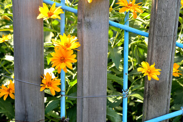 marigold flowers, old rustic wired fence, close-up