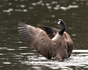 Canadian Geese Photo. Canadian Geese close-up profile view swimming in the water with spread wings in its habitat and environment. Image. Picture. Portrait.