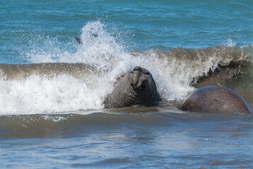 Male elephant seal, Peninsula Valdes, Patagonia, Argentina