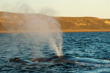 Sohutern right whale whale breathing, Peninsula Valdes, Patagonia,Argentina - obrazy, fototapety, plakaty