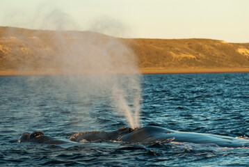 Sohutern right whale whale breathing, Peninsula Valdes, Patagonia,Argentina