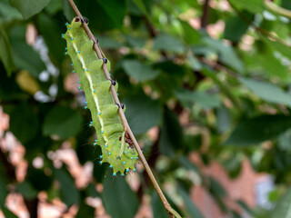 The caterpillar of the pear saturnia, feeds on the green mass of plants before pupating in the autumn period of the year.