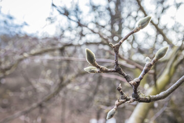 Magnolia flower bud in early spring. Magnolia tree in early spring with young flower buds