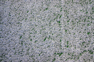 The football field with artificial green grass is covered with a light layer of snow. Early spring. Green grass on the football field is visible from under the snow. Amateur football field.
