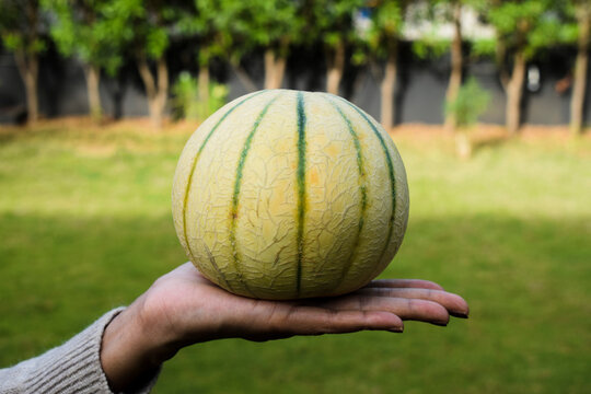 Female holding Indian muskmelon fruit in hand. Healthy organic fruit and vegetable farm fresh on nature outdoors background. Cantaloupe or kharbooja yellow with green verticle stripes. Asian fruits