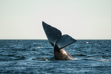 Fototapeta premium Sohutern right whale tail lobtailing, endangered species, Patagonia,Argentina
