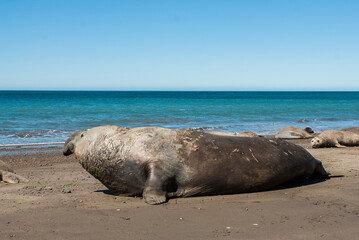 Male elephant seal, Peninsula Valdes, Patagonia, Argentina
