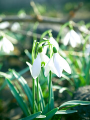 Beautiful snowdrop flowers (Galanthus nivalis) at spring. The first flowers of snowdrops in early spring