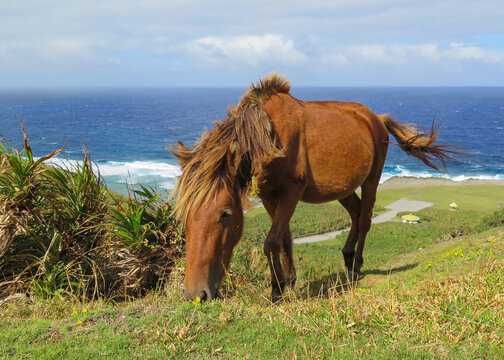 Horse close-up against the ocean on a hill on the island of Yonaguni in Japan, the westernmost island of the country