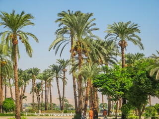 Park with green palms in Egypt. View of palm trees and against blue sky in garden