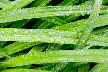 Fresh green leafs with dew drops close up. Water driops on the fresh leafs after rain. Light morning dew on the green leafs.