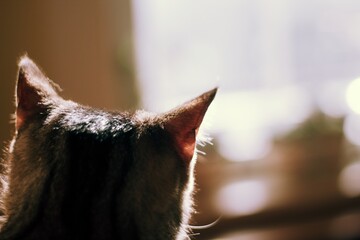 close up of a cat from the back when he's looking to the distance from the window © Ondrej Hlavin