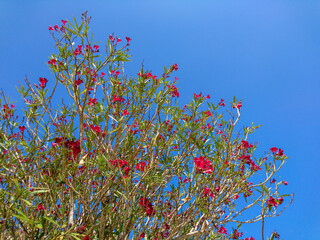 Red Nerium oleander shrub (small tree) on bright blue sky background. Subfamily Apocynoideae of the...