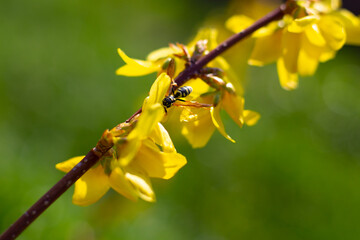 Wasp on a yellow blossoming flower of the forsythia bush on a green background. Spring mood. Close-up