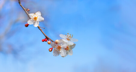 Blooming branches of sakura on the tree against the blue sky on a sunny spring day. Selective focus. Close-up.